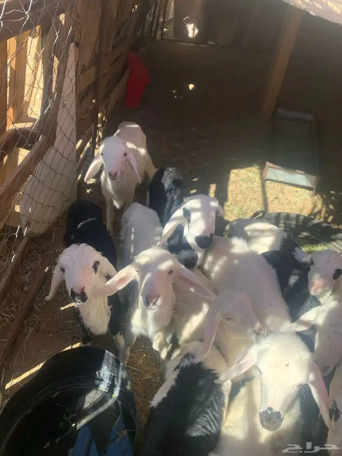 ضان اباكير متابيع 4