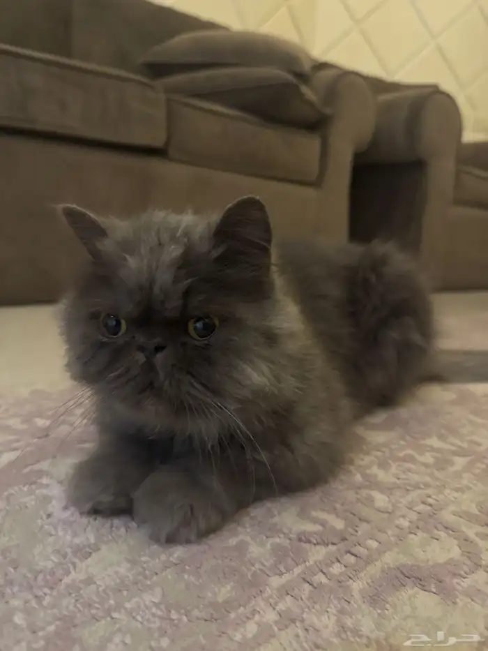 قط سكوتش فولد فارسي 0