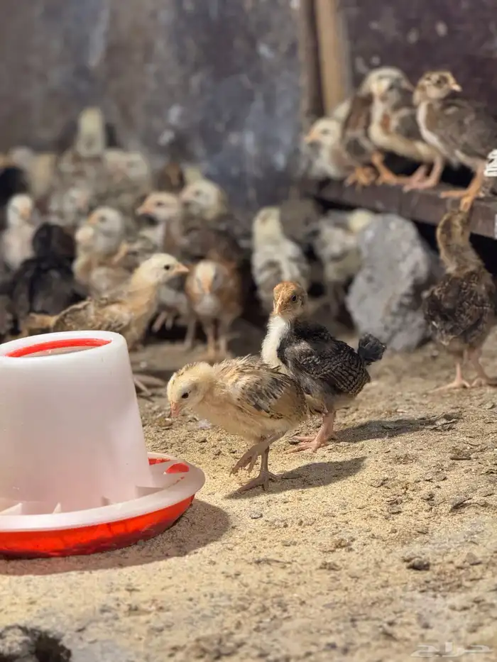 صوص بلدي توب 0