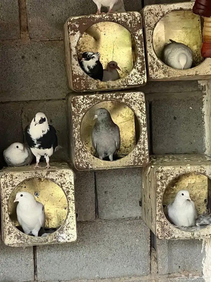 قطايف للبيع 4