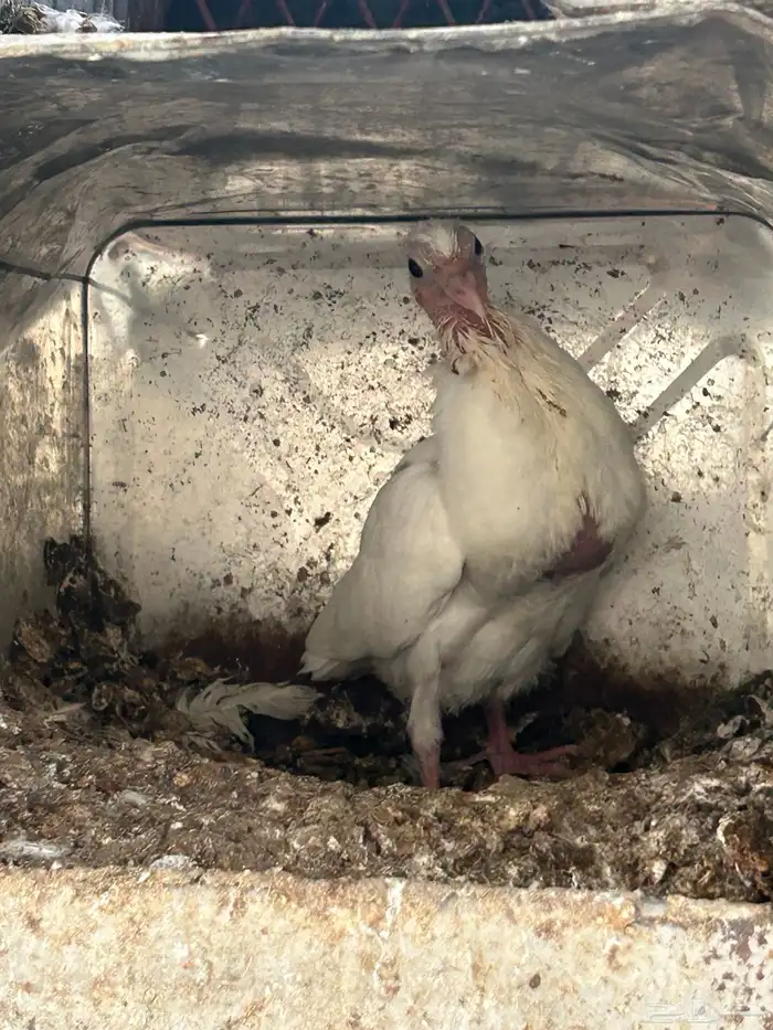 حمام فرنسي سوبر 9