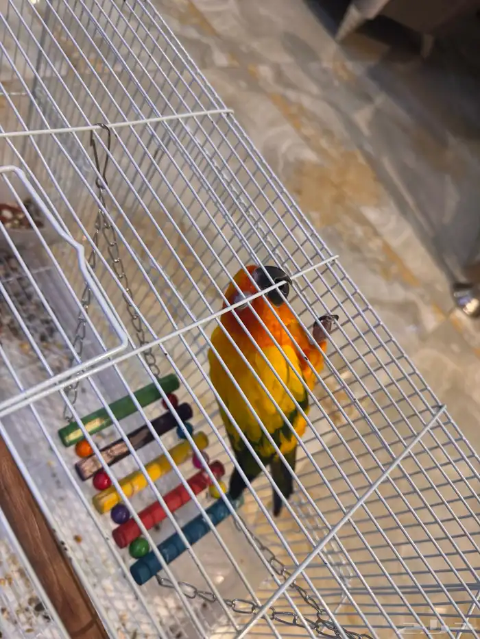 بغبغاء صن كنيور ذكر 2