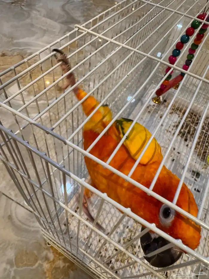 بغبغاء صن كنيور ذكر 3