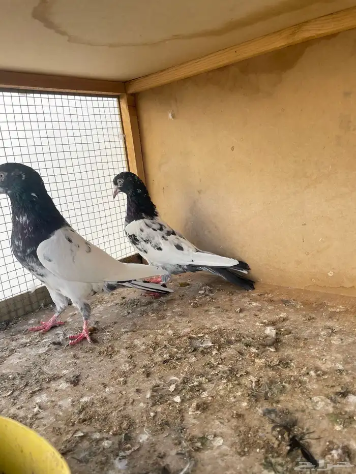 زوج تيدي مع طباته 2