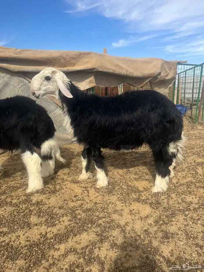 فحول نجد صنف الصنف 10