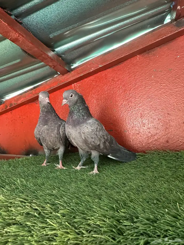 طبه صنعاني 4