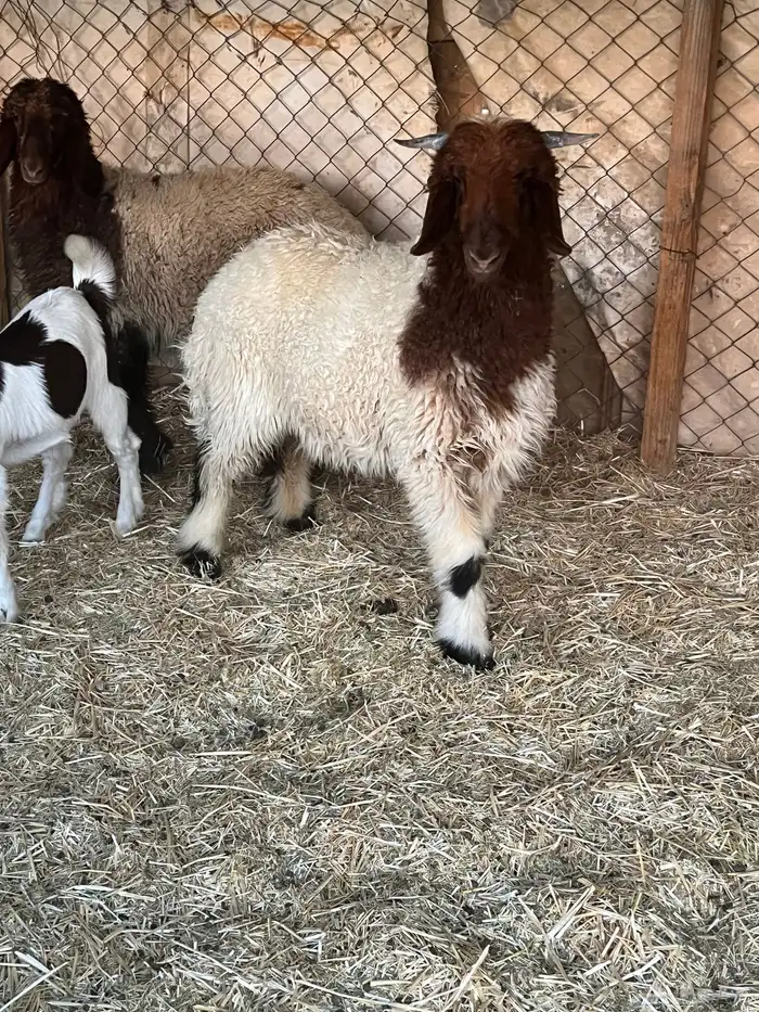 فحل صنف تو بيسدس 5