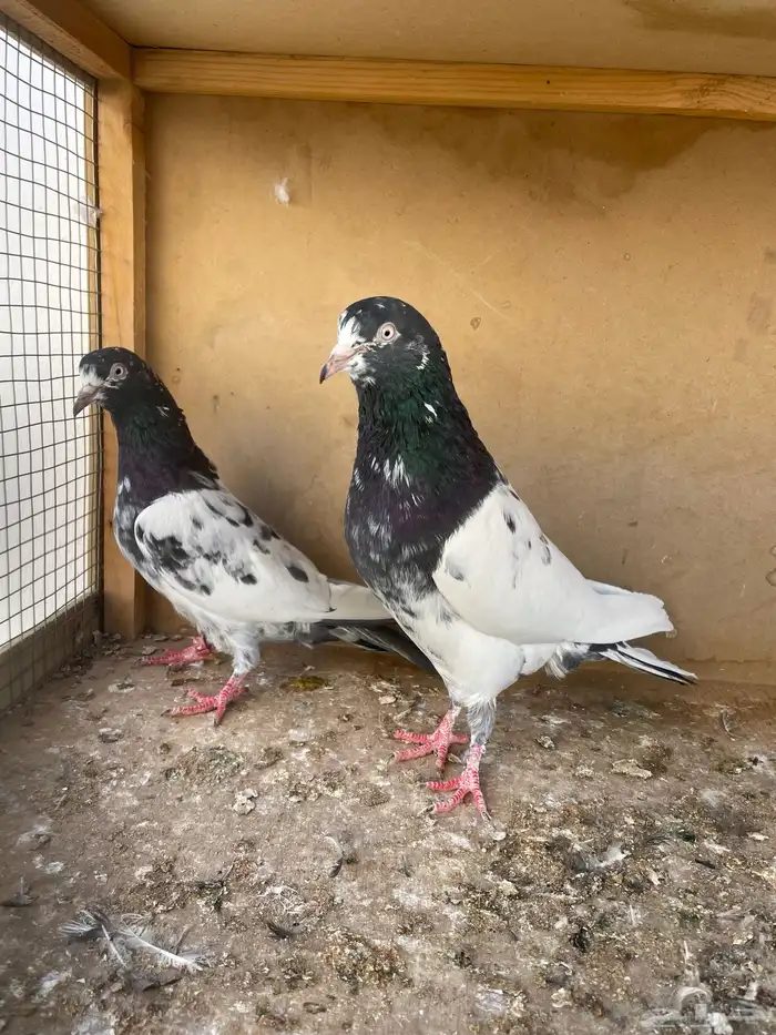 زوج تيدي مع طباته 4