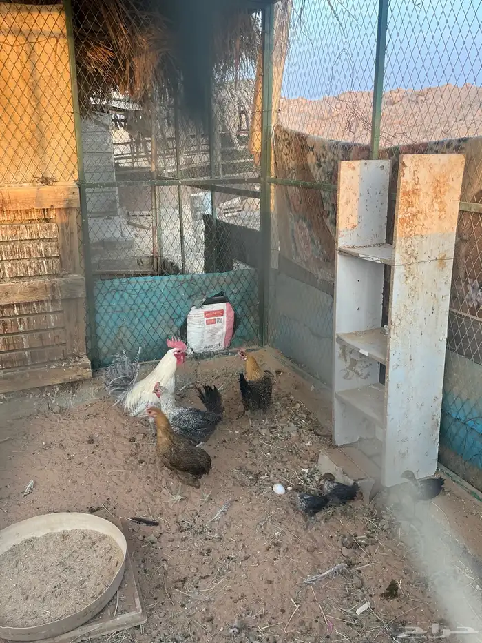 3 دحاج بلدي يحظن ومعه 3 فروخ و 1 ديك بلدي 3