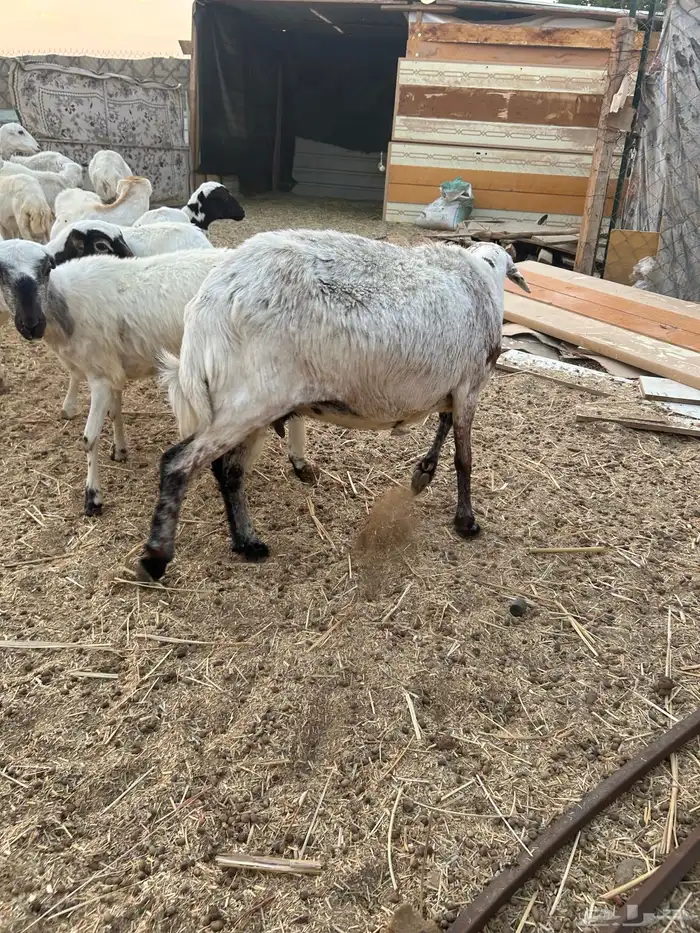 حايل للبيع الموقع الخرج 0