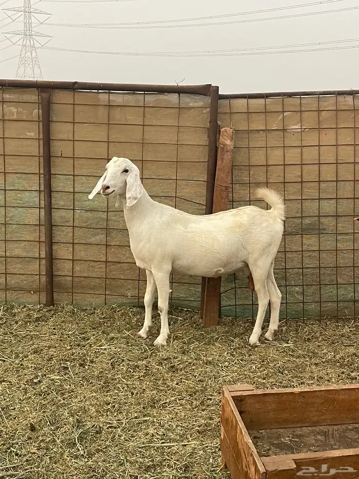 معزا مهجنات دفيع ع ولاده جم حروم عاليه فاخر 1