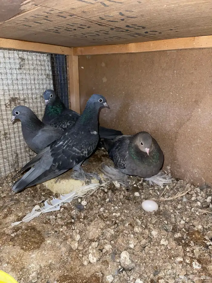 للبيع زوج صنعاني بإنتاجه 1