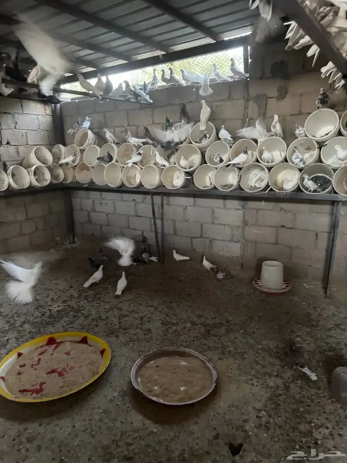 للبيع حمام فرنسي وأنواع اخرى والعدد مفتوح حوال 0