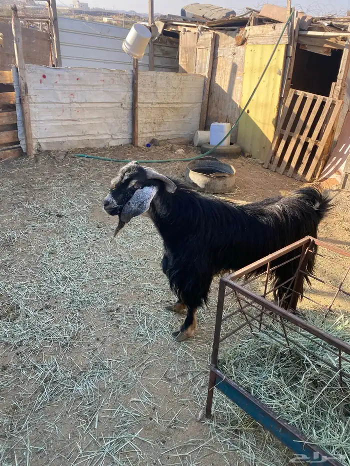 4 عروض حلال مشروطة وطيبة 19