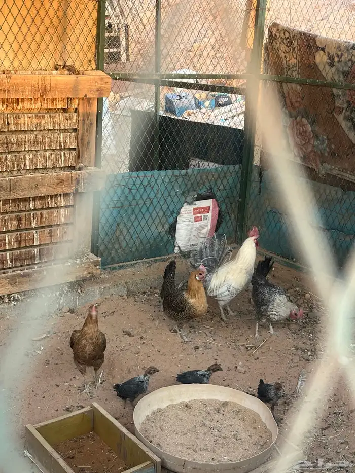 3 دحاج بلدي يحظن ومعه 3 فروخ و 1 ديك بلدي 1