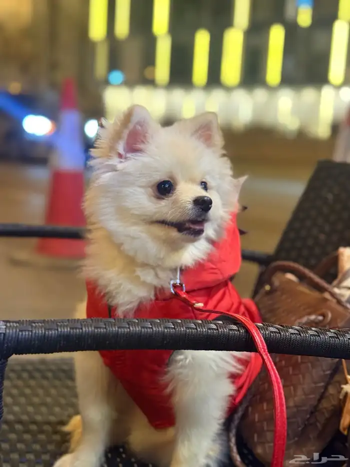 كلب بومرينيان 0