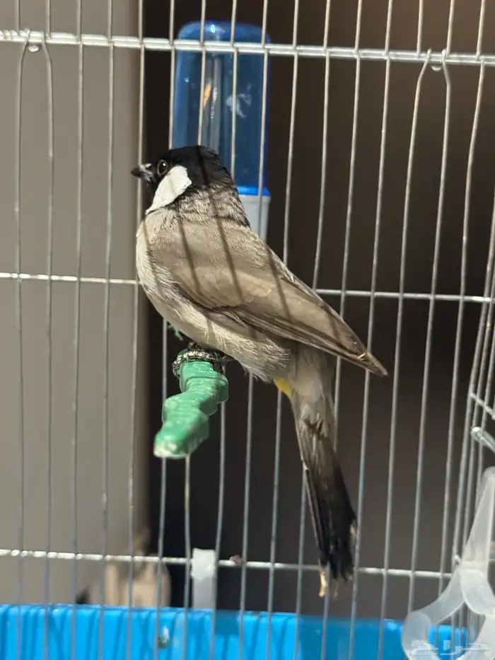 حسون مغرد وبلابل كشميري مغرد وبلابل عايديه تغرد وجوز بادجي 3