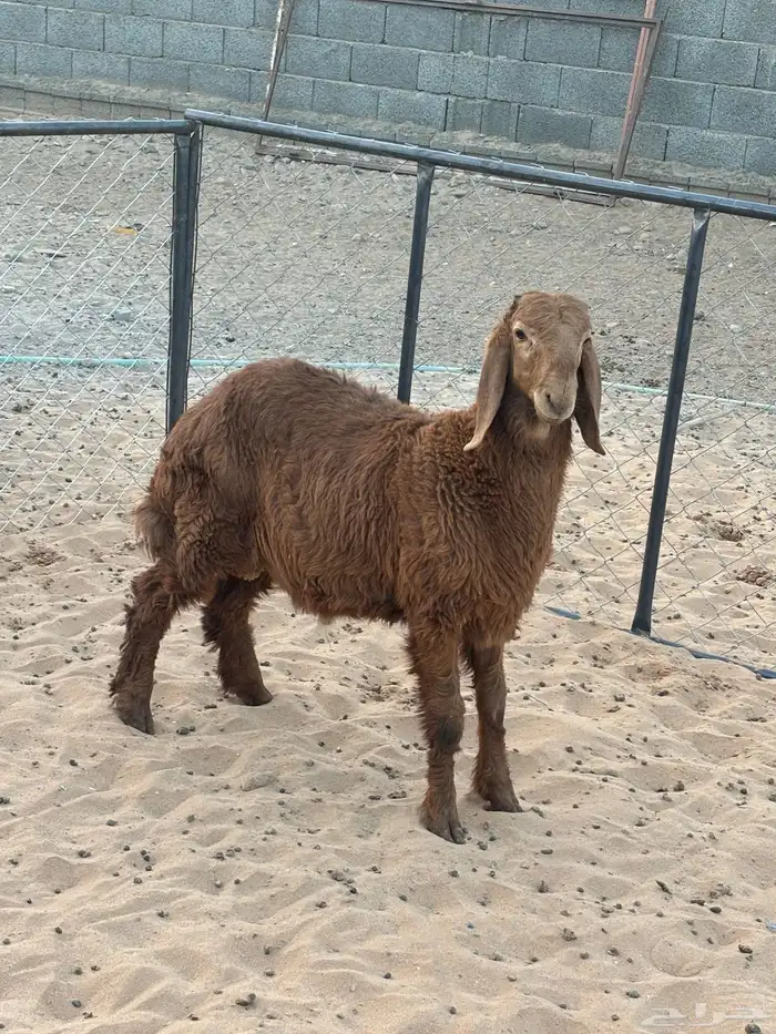 طلي هجين الأم ساكنيه والأب نعيمي العمر اربع شهور 2