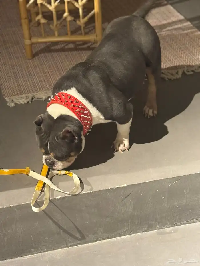 كلب امريكان بولي 1