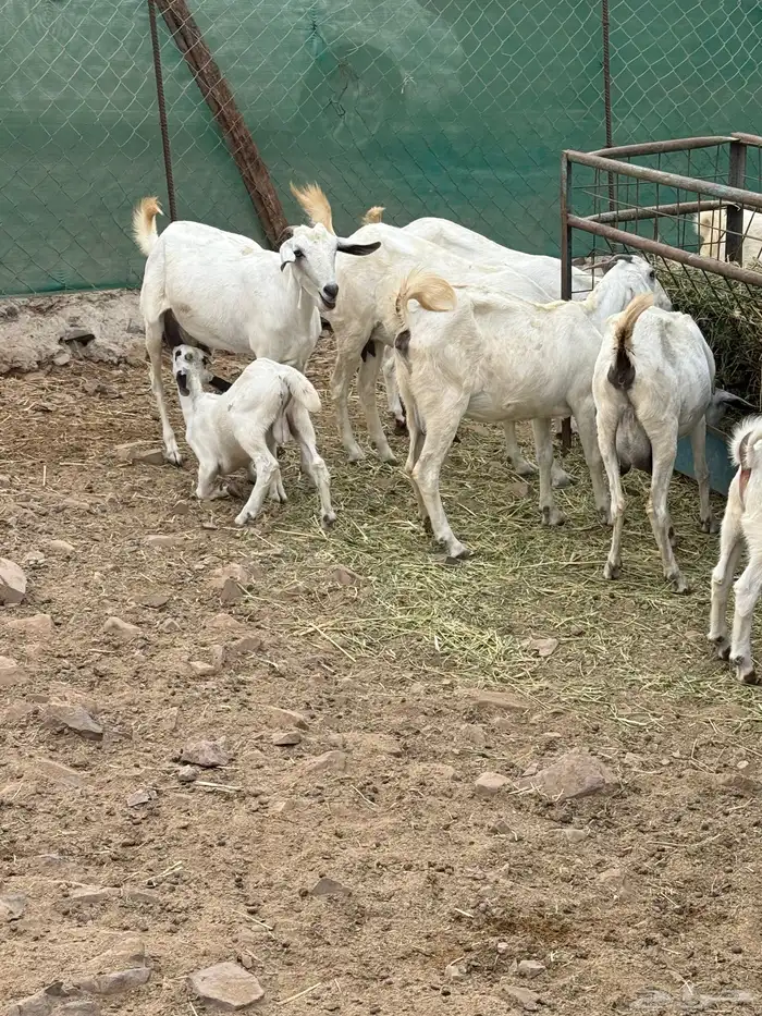 ماعز بيشي صنف الصنف جفار ثنايا مواليد 5