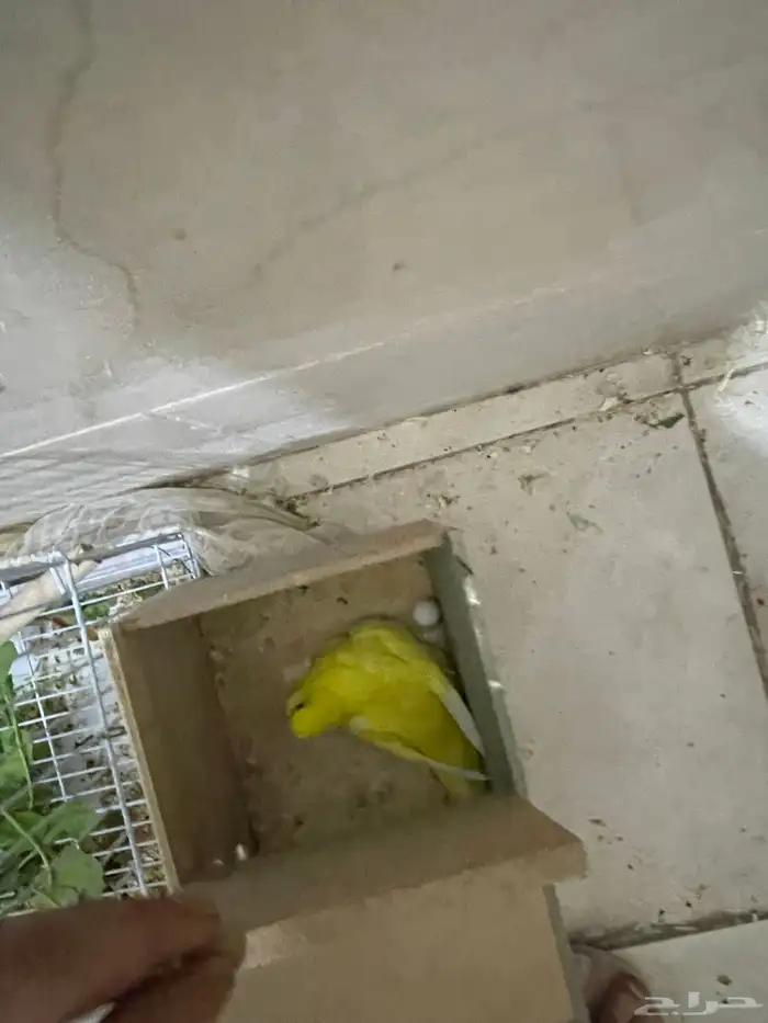 محميه للبيع 5 جواز كلها منتجه. 6