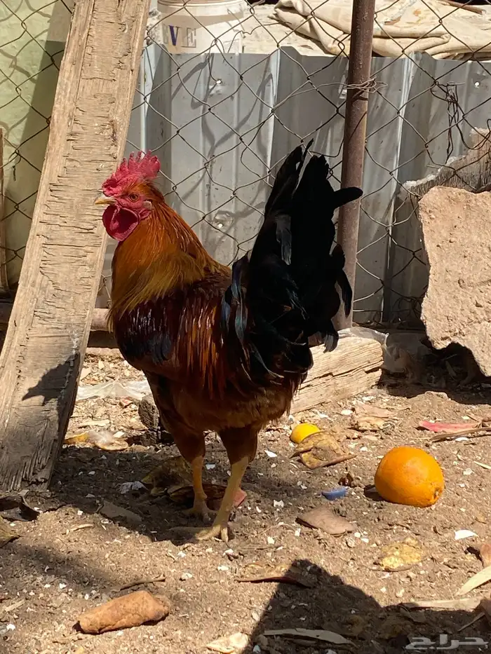 ديك بلدي قبعي 2