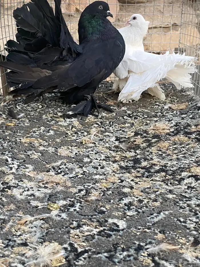 للبيع حمام 10