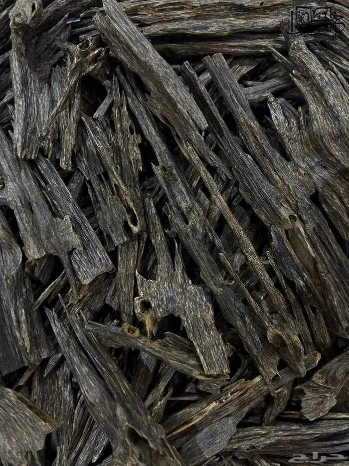 عود هندي زورا سوبر مرتفع طبيعي عرض الشتاء 0