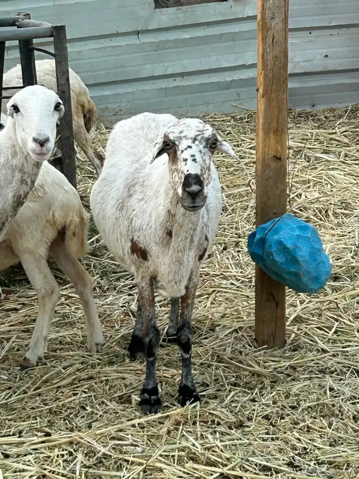 حايل للبيع الموقع الخرج 2