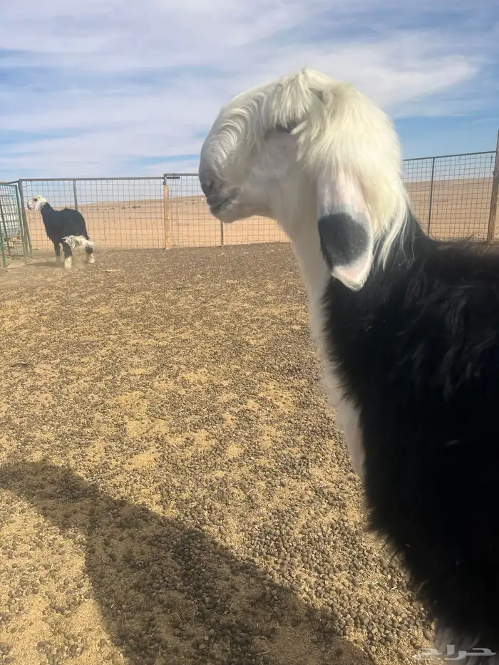 فحول نجد صنف الصنف 15