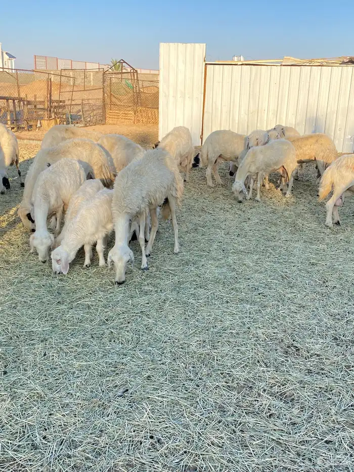 ضان صفر 20 بالفحل 2متابيع تحتها 3 والباقيه دفيع باذان الله 1