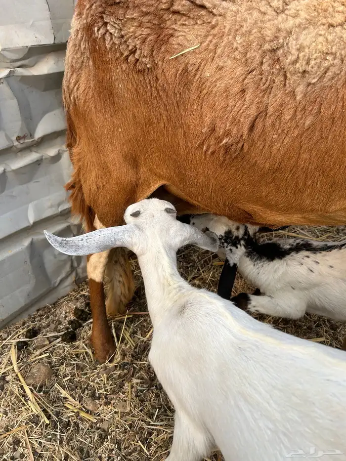 جفار حليب . 0