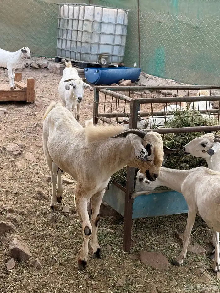 ماعز بيشي صنف الصنف جفار ثنايا مواليد 1