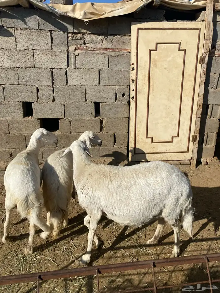 4 عروض حلال مشروطة وطيبة 6