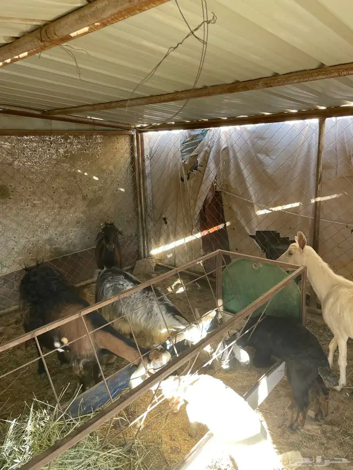 معزا دفيع وولد 3