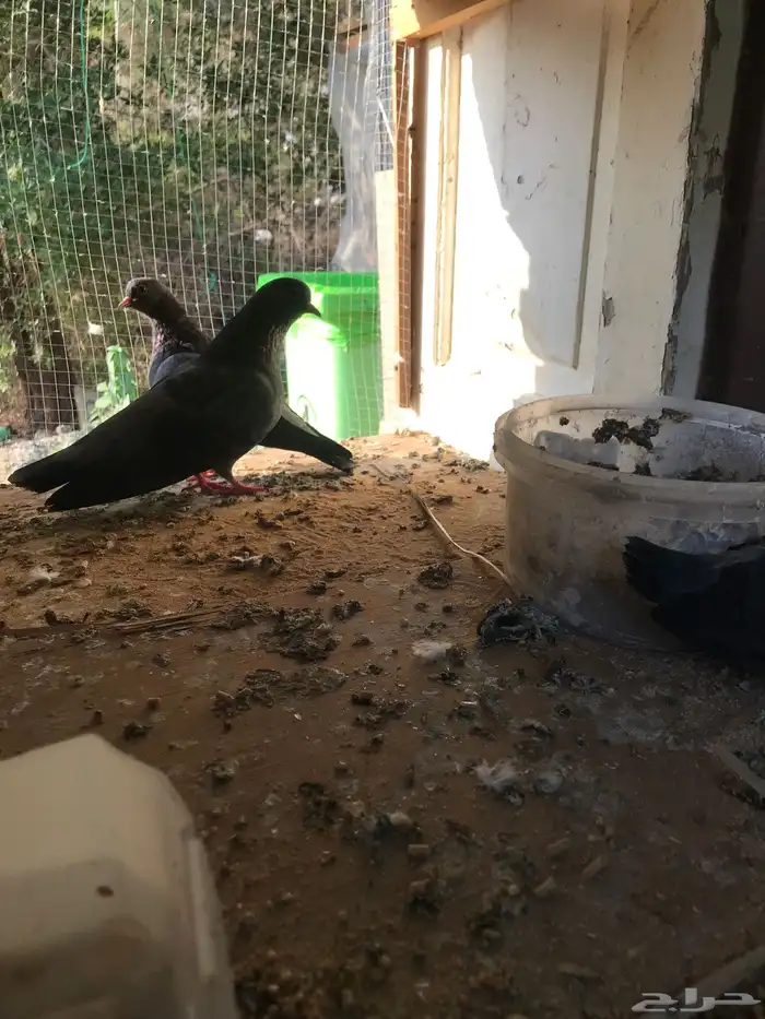 صنعاني اصيل شيبه وصوت ناعم وحجم صغير 37