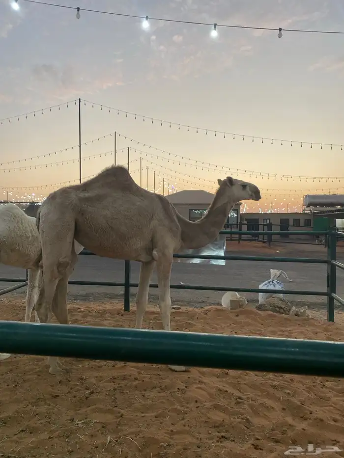 للبيع بكره باتليه 1