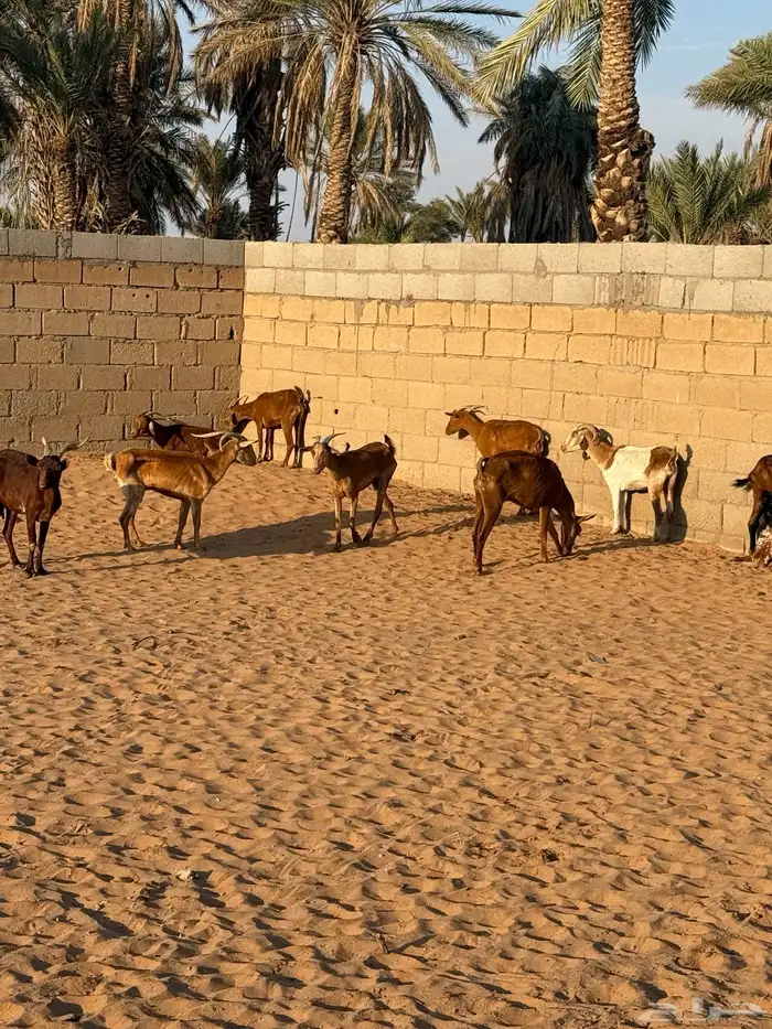 ماعز جنوبيه 0