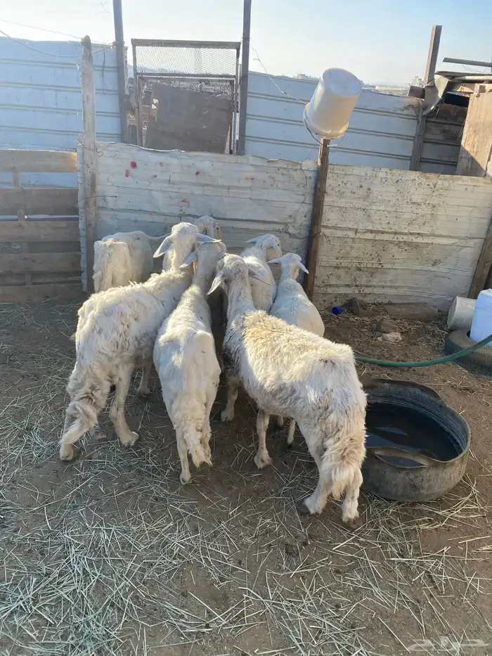 4 عروض حلال مشروطة وطيبة 24