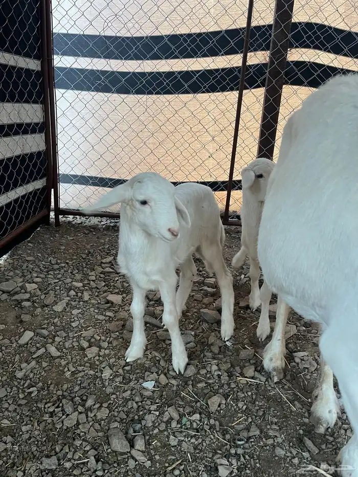 نعجة خلفة متوم 1 2 2