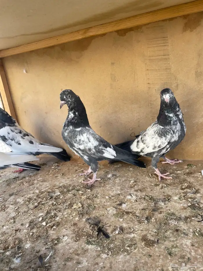 زوج تيدي مع طباته 8