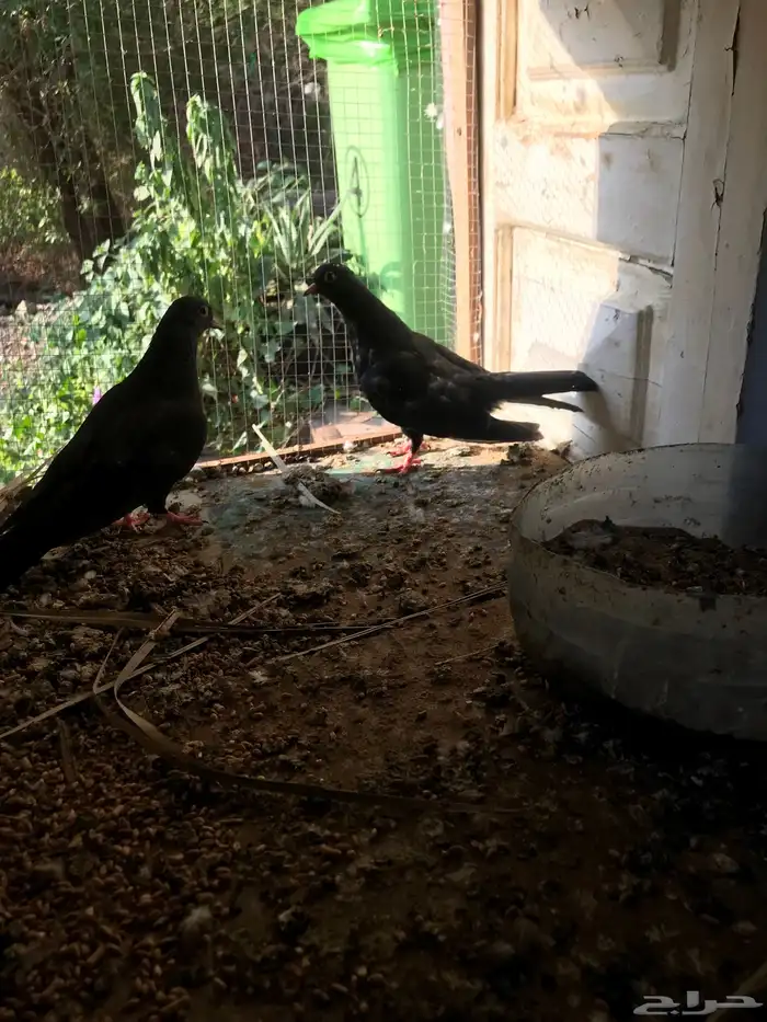 صنعاني اصيل شيبه وصوت ناعم وحجم صغير 24