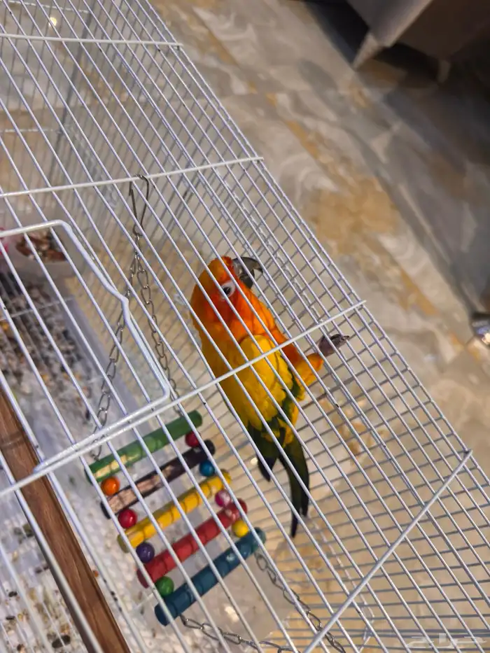 بغبغاء صن كنيور ذكر 1