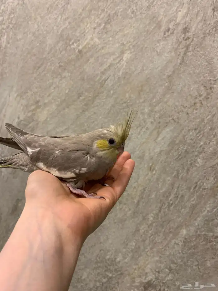 كروان اليف 2