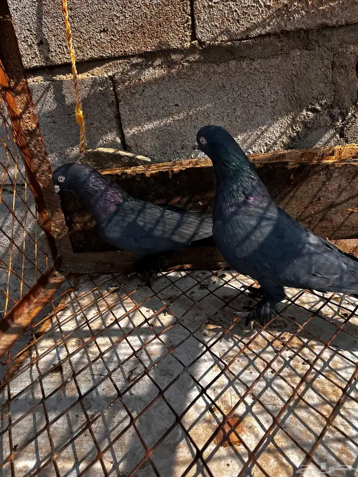 اتراك للبيع 22