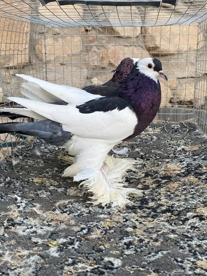 للبيع حمام 1