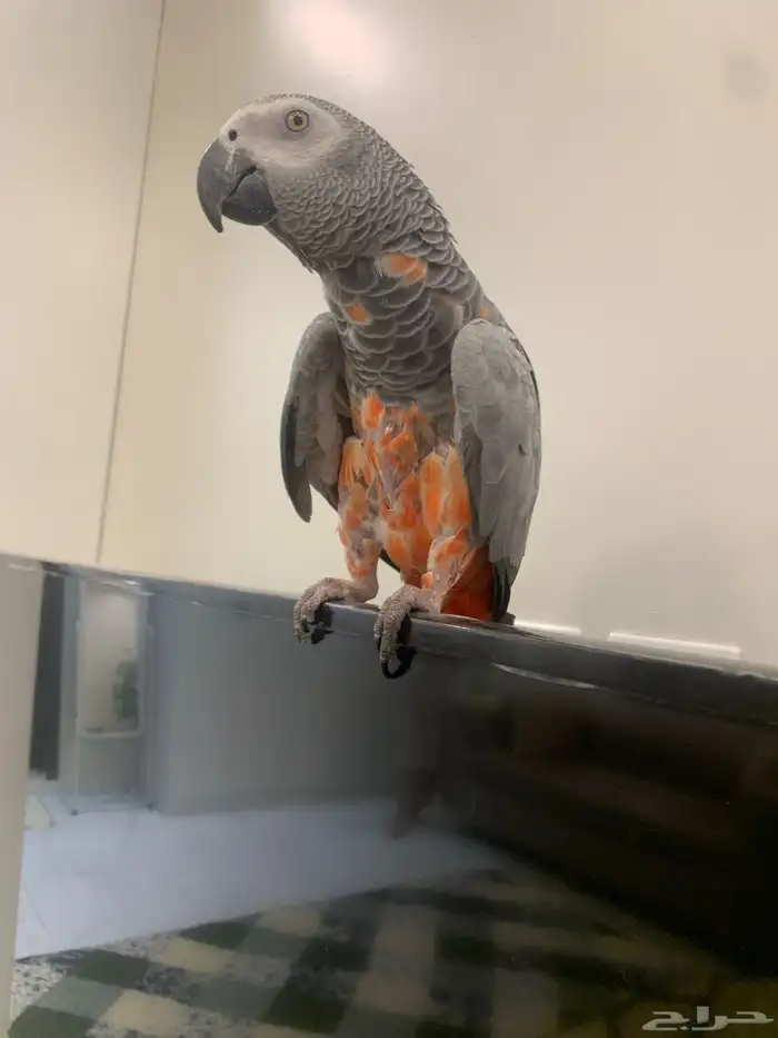 لبيع طير كاسكو 4