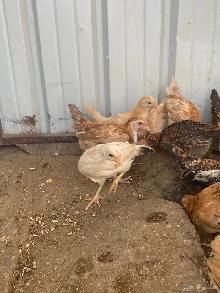 فراريج بلدي فواتح حمر 4