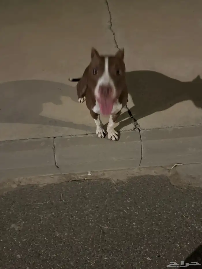 بيتبول صغير بسعر مميز 5