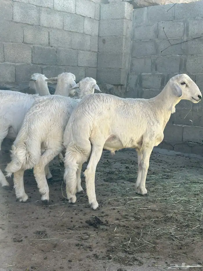 4 خرفان هرافى مشروطه 1